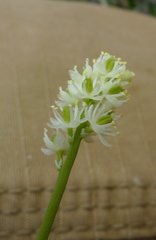 Tofieldia coccinea