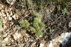Draba cuspidata