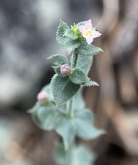 Galium hilendiae carneum