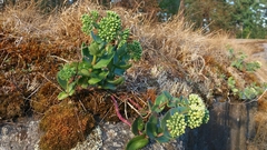 Hylotelephium telephium