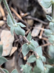 Galium hilendiae carneum
