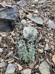 Galium hilendiae carneum
