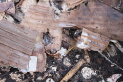 Lithobius