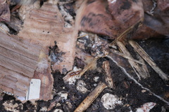Lithobius