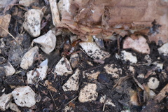 Lithobius