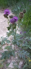 Centaurea scabiosa alpestris