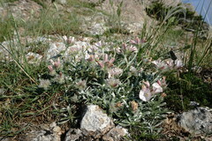 Convolvulus calvertii