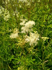 Filipendula ulmaria