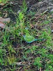 Psephotus dissimilis
