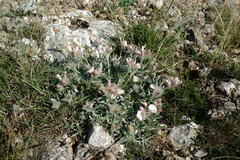 Convolvulus calvertii