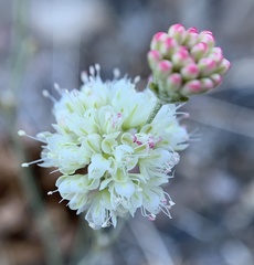 Eriogonum mensicola