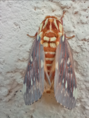 Citheronia beledonon