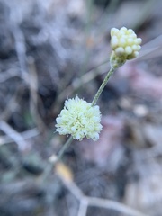 Eriogonum mensicola