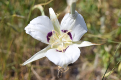 Calochortus macrocarpus maculosus