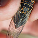 Orange-and-black Cicada - Photo (c) Robert L Sanders, some rights reserved (CC BY-NC), uploaded by Robert L Sanders
