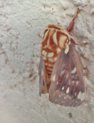 Citheronia beledonon