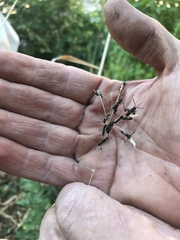 Anthophila