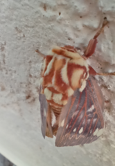Citheronia beledonon