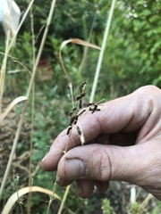 Anthophila
