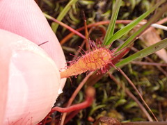 Drosera anglica