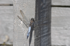 Orthetrum cancellatum