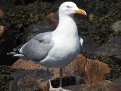 Larus argentatus smithsonianus