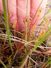 Drosera anglica