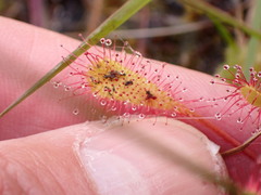Drosera anglica