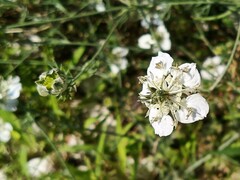 Nigella arvensis