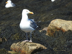 Larus argentatus smithsonianus