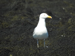 Larus argentatus smithsonianus