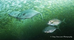 Platycaranx chrysophrys