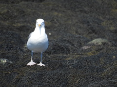 Larus argentatus smithsonianus