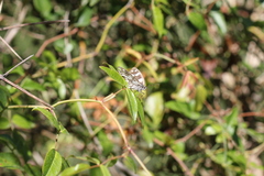 Melanargia galathea