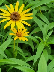 Toxomerus marginatus