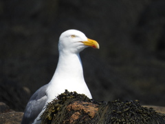 Larus argentatus smithsonianus