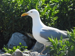 Larus argentatus smithsonianus
