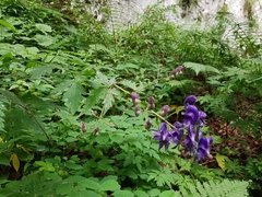 Aconitum degenii