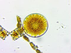 Coscinodiscophycidae