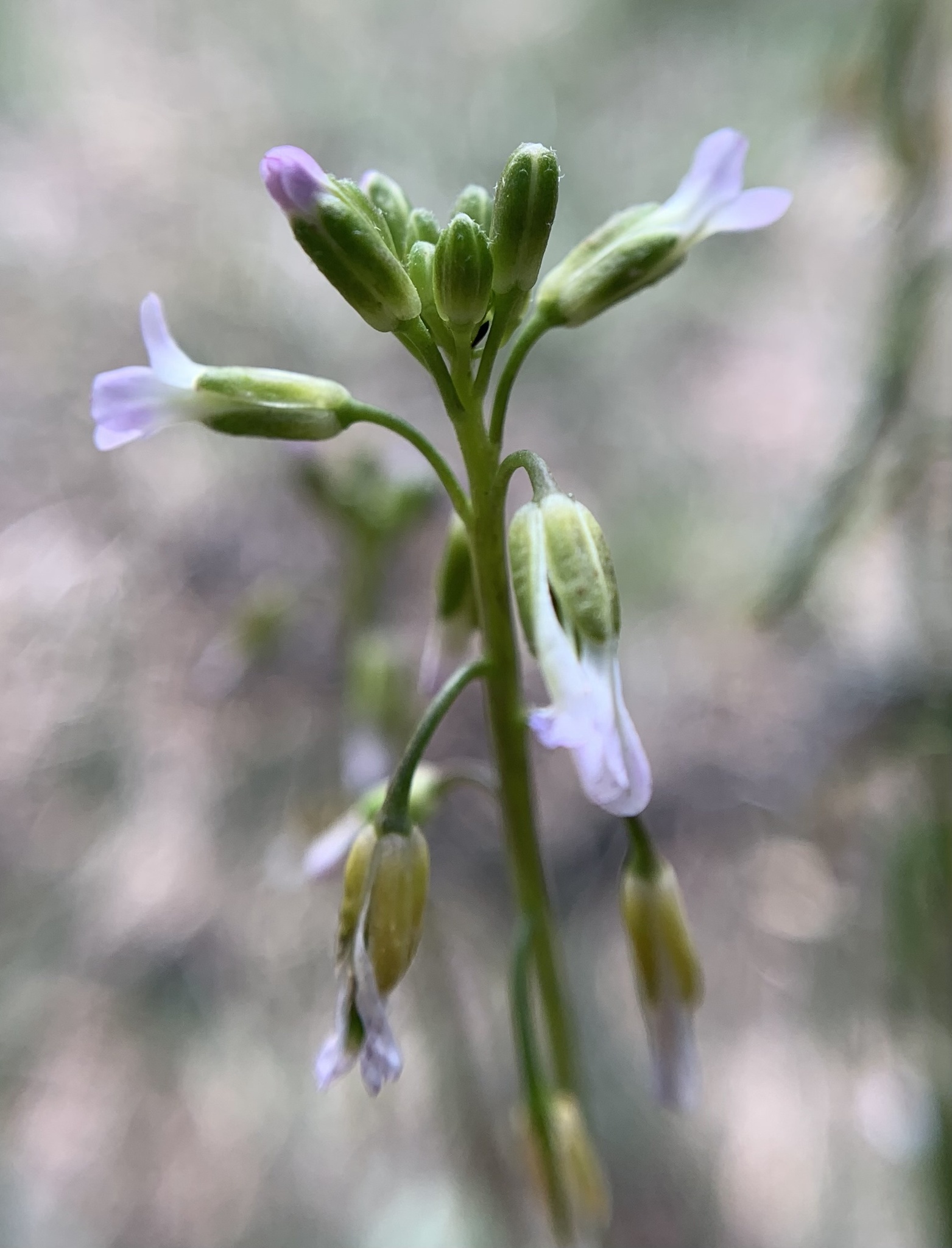 Boechera tularensis