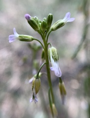 Boechera tularensis