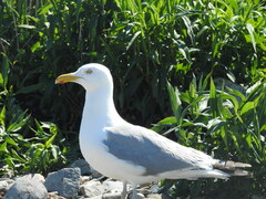 Larus argentatus smithsonianus