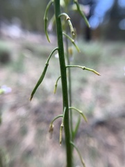 Boechera tularensis