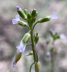 Boechera tularensis