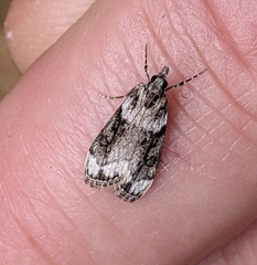 Eudonia spenceri