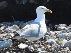 Larus argentatus smithsonianus