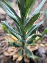 Boechera tularensis