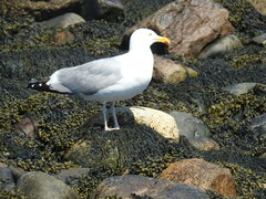 Larus argentatus smithsonianus