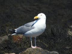 Larus argentatus smithsonianus
