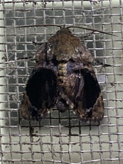 Drobeta exscendens